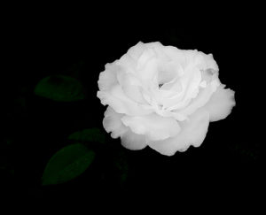 white_flower_black_background